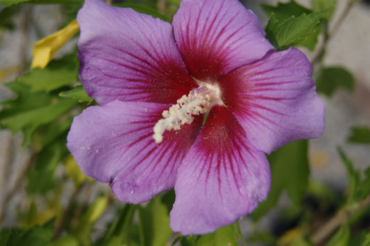 Hibiscus syriacus 'Purple Pillar'