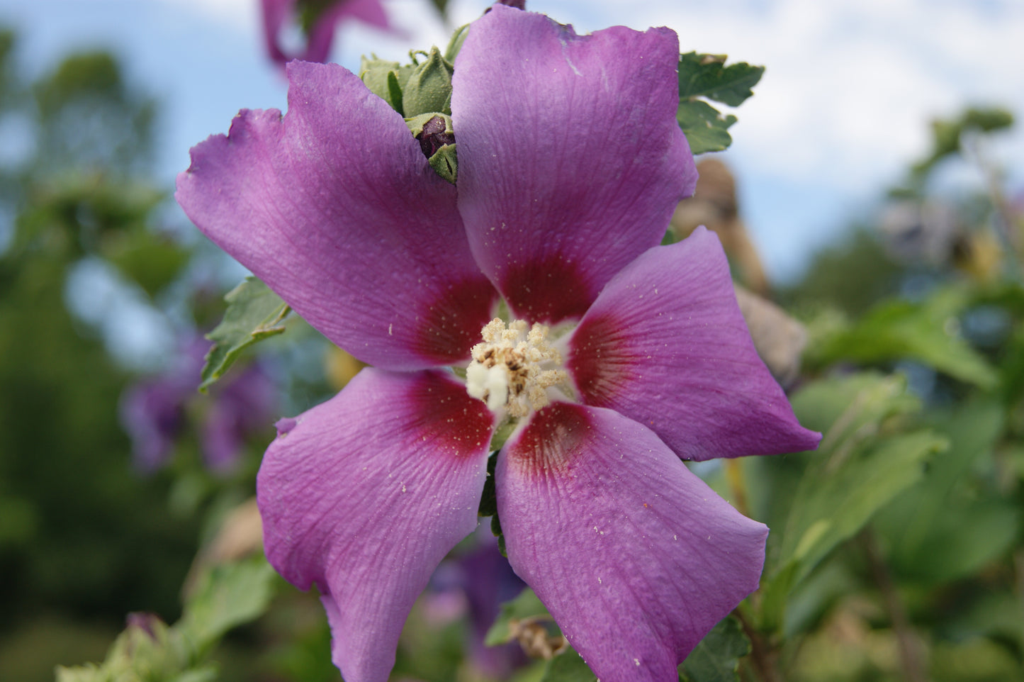 Hibiscus syriacus 'Purple Satin'