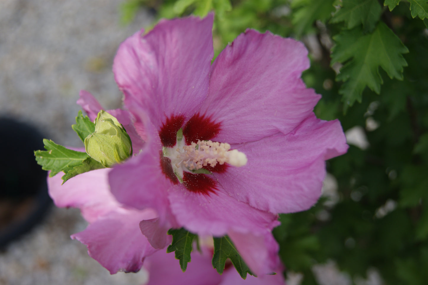 Hibiscus syriacus 'Rose Satin'