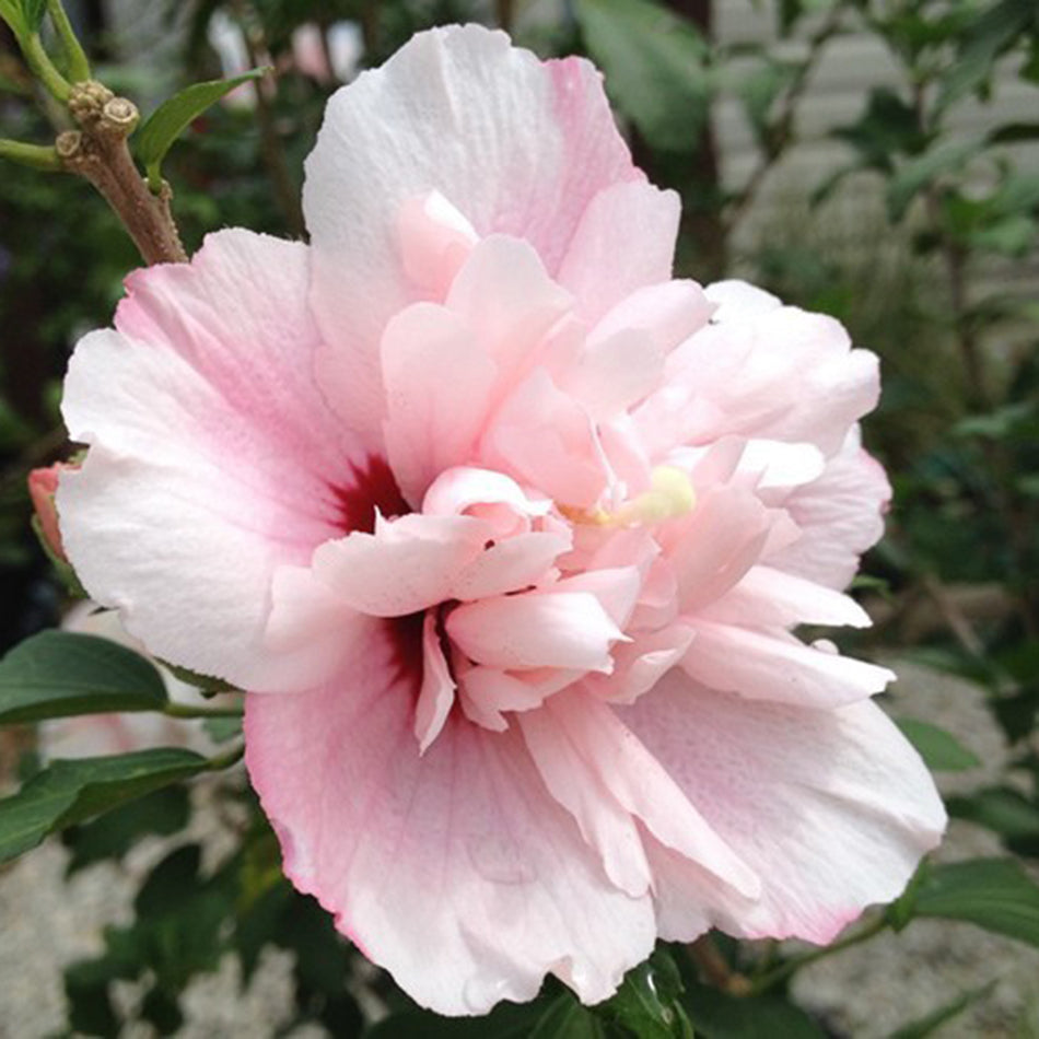 Rose-of-Sharon / Althea 'Strawberry Smoothie' (Hibiscus)