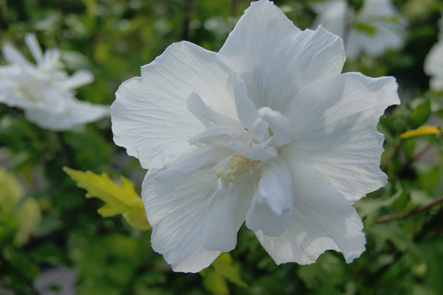 Hibiscus syriacus 'White Chiffon'