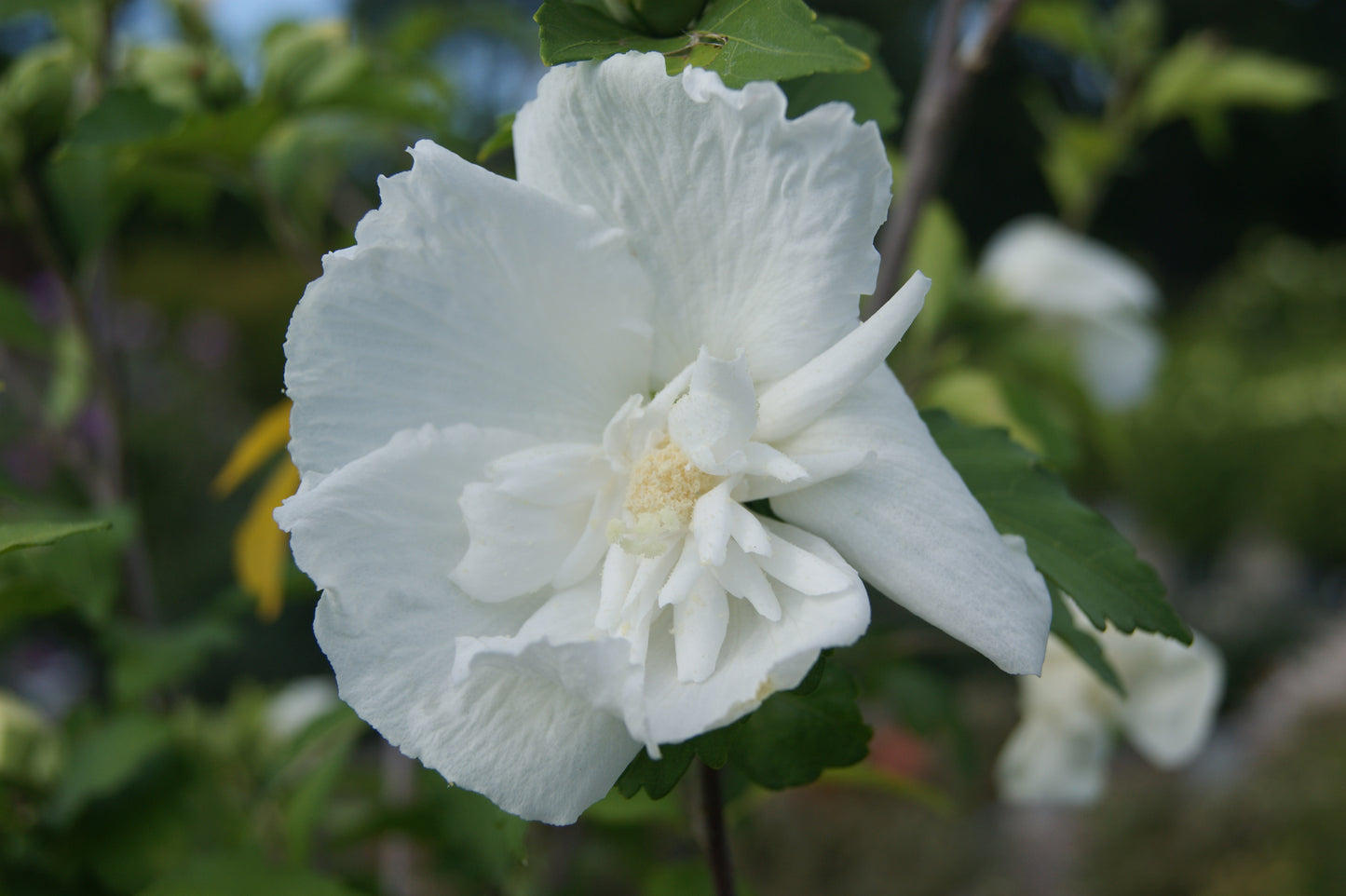 Hibiscus syriacus 'White Chiffon'