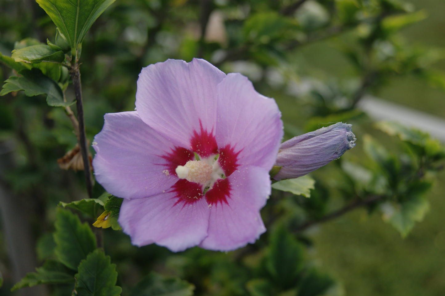 Hibiscus syriacus 'Woodbridge'