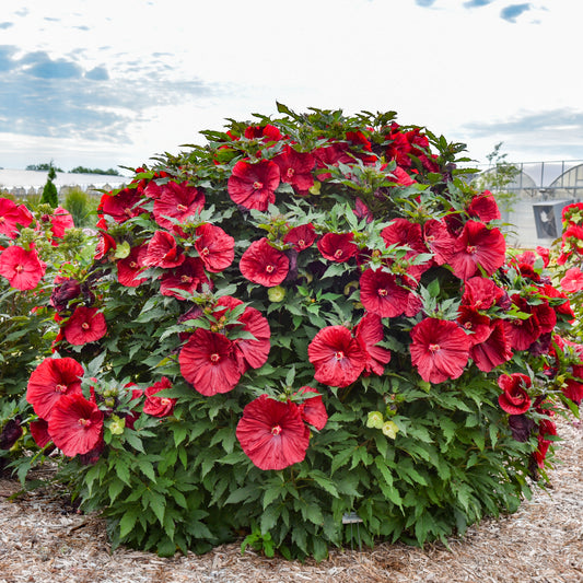 Rose Mallow, Hardy 'Blackberry Merlot' (Hibiscus)