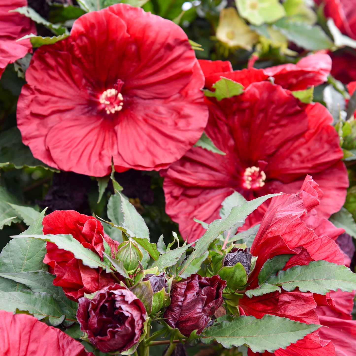 Rose Mallow, Hardy 'Blackberry Merlot' (Hibiscus)