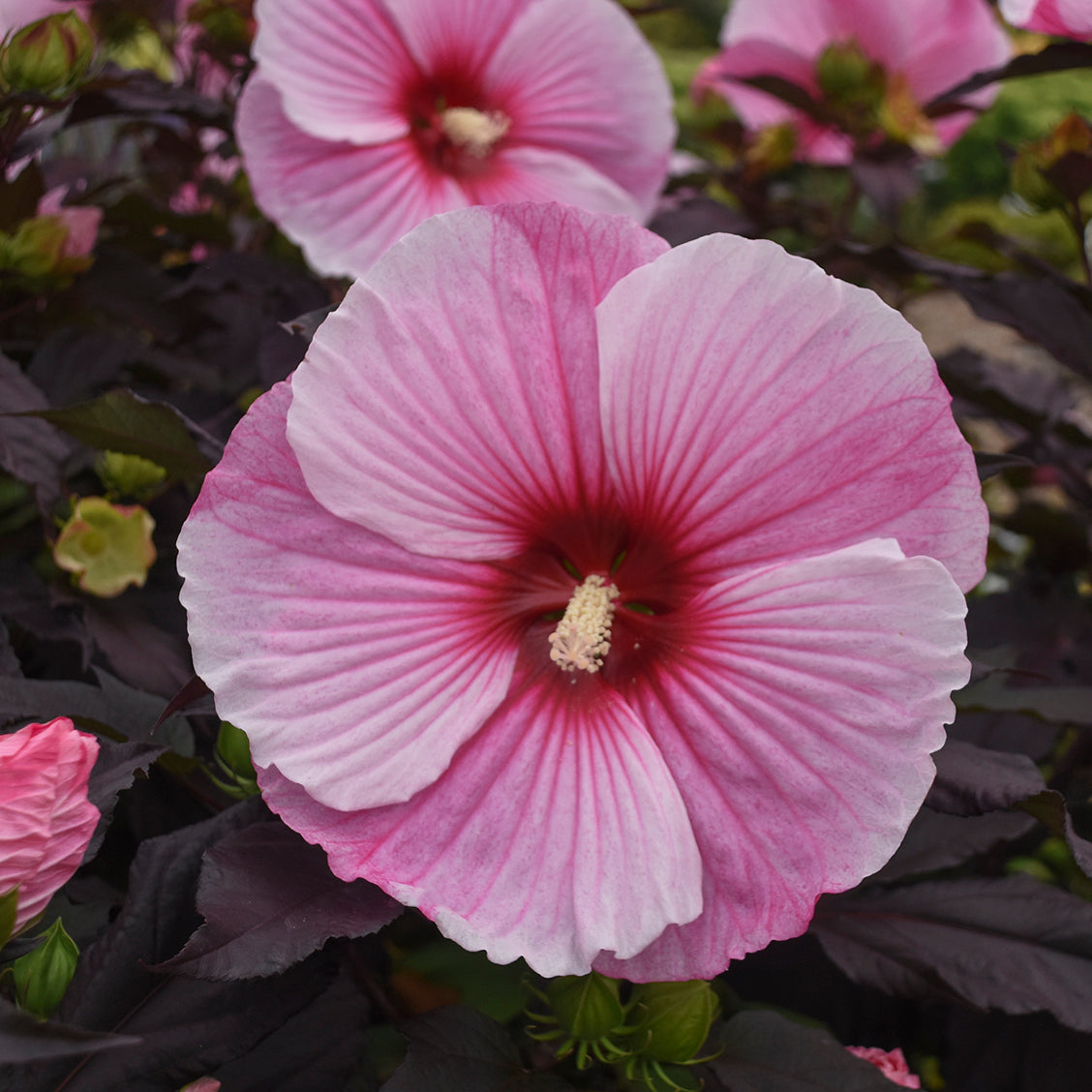Rose Mallow, Hardy 'Starry Starry Night' (Hibiscus)