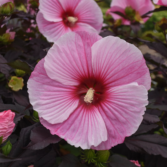 Rose Mallow, Hardy 'Starry Starry Night' (Hibiscus)