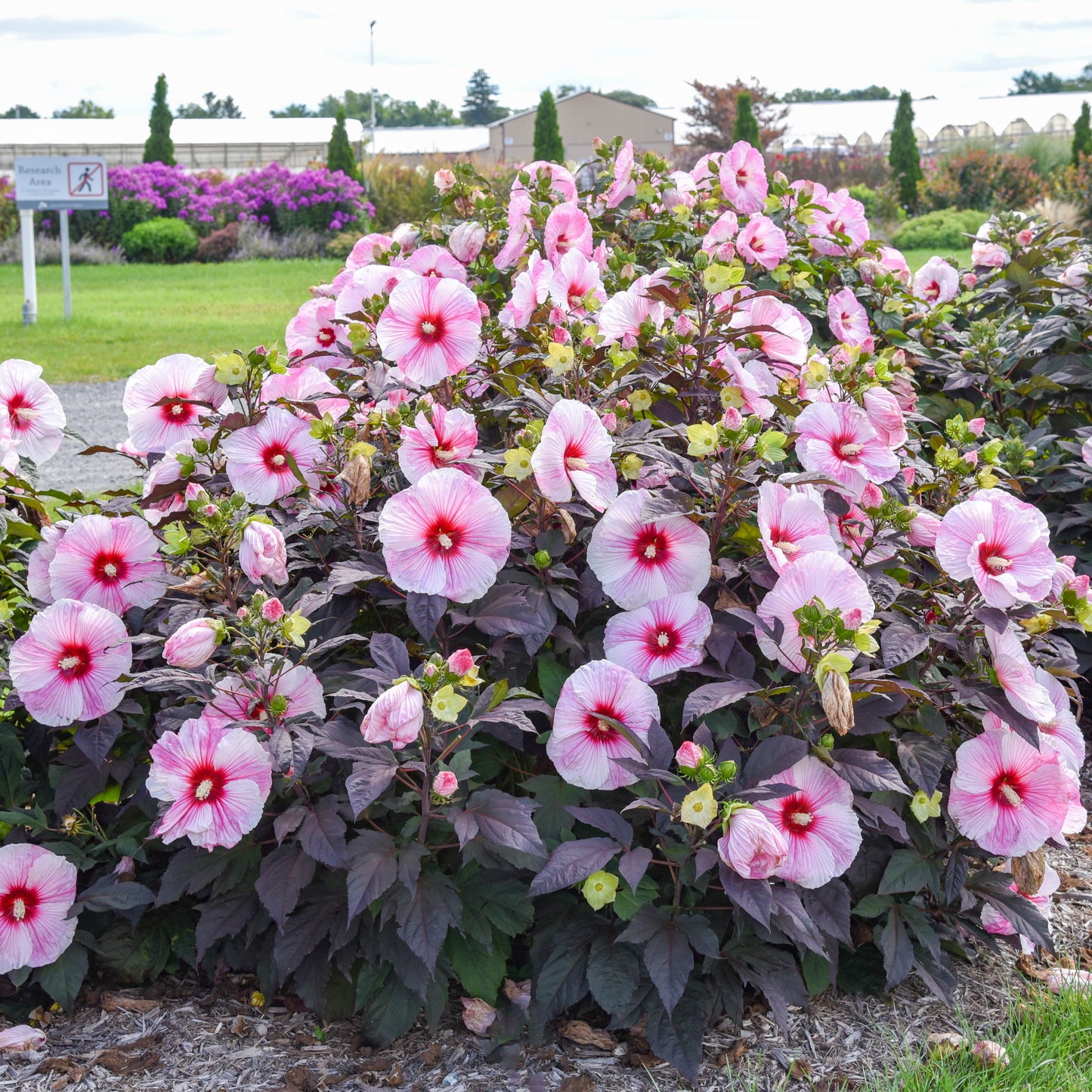 Rose Mallow, Hardy 'Starry Starry Night' (Hibiscus)