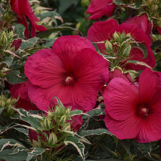 Rose Mallow, Hardy 'Summer Carnival' (Hibiscus)