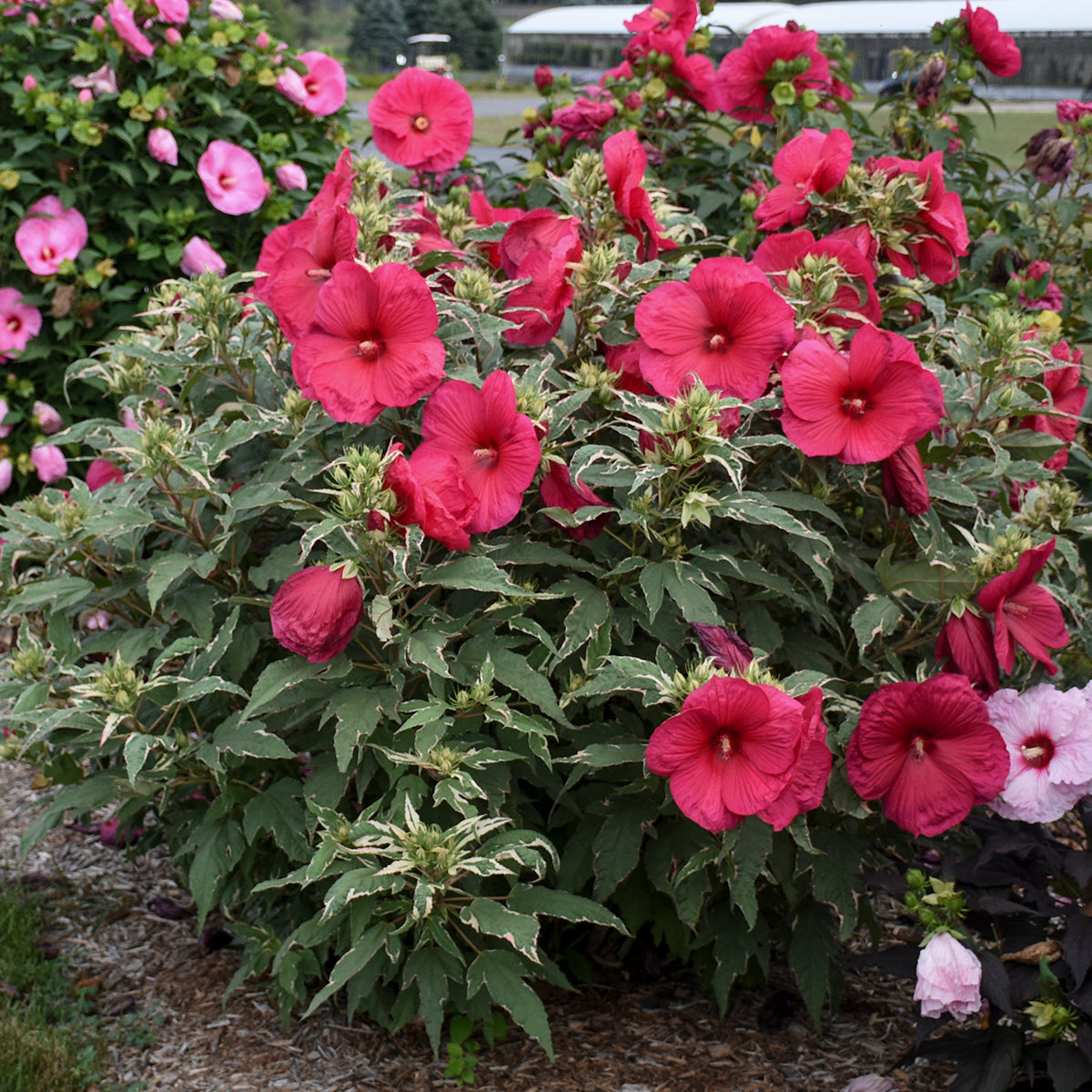 Rose Mallow, Hardy 'Summer Carnival' (Hibiscus)