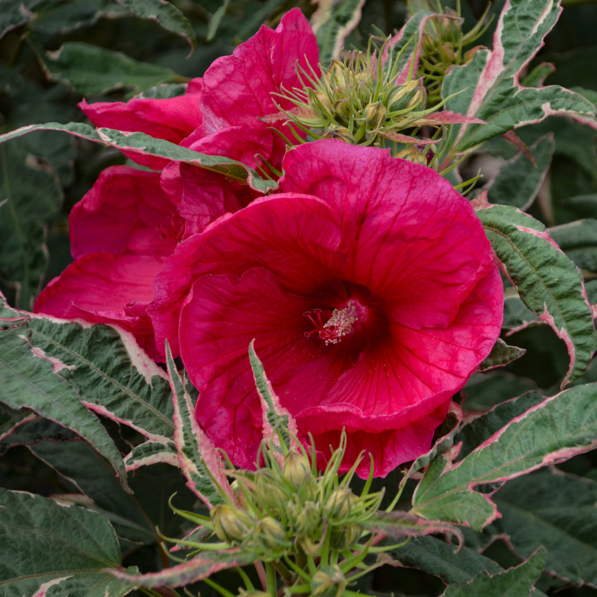 Rose Mallow, Hardy 'Summer Carnival' (Hibiscus)