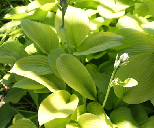 Hosta 'August Moon'