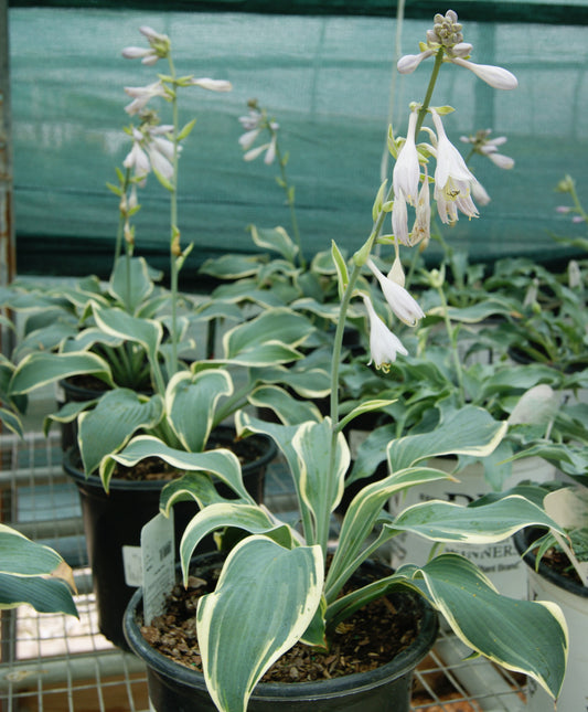 Hosta 'First Frost'