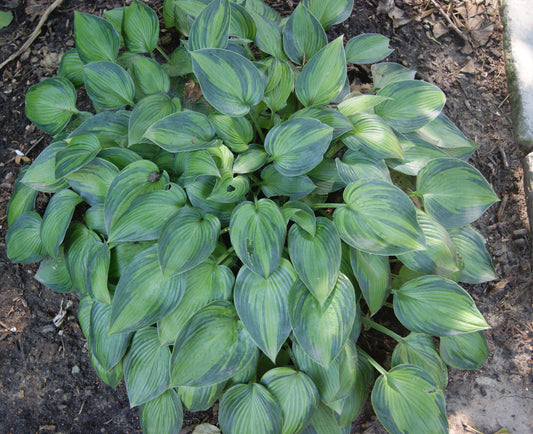 Hosta 'June'