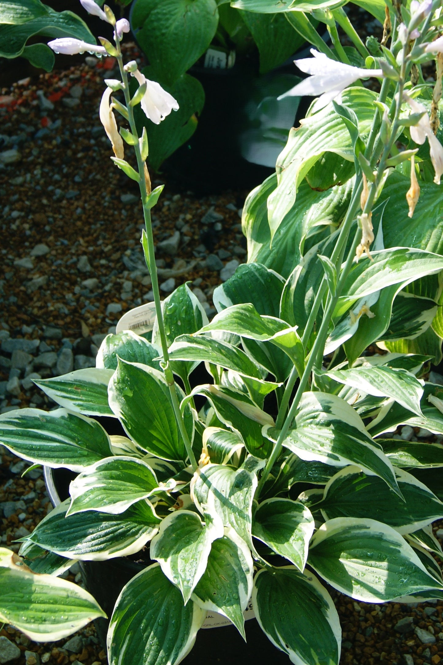 Hosta 'Minuteman'