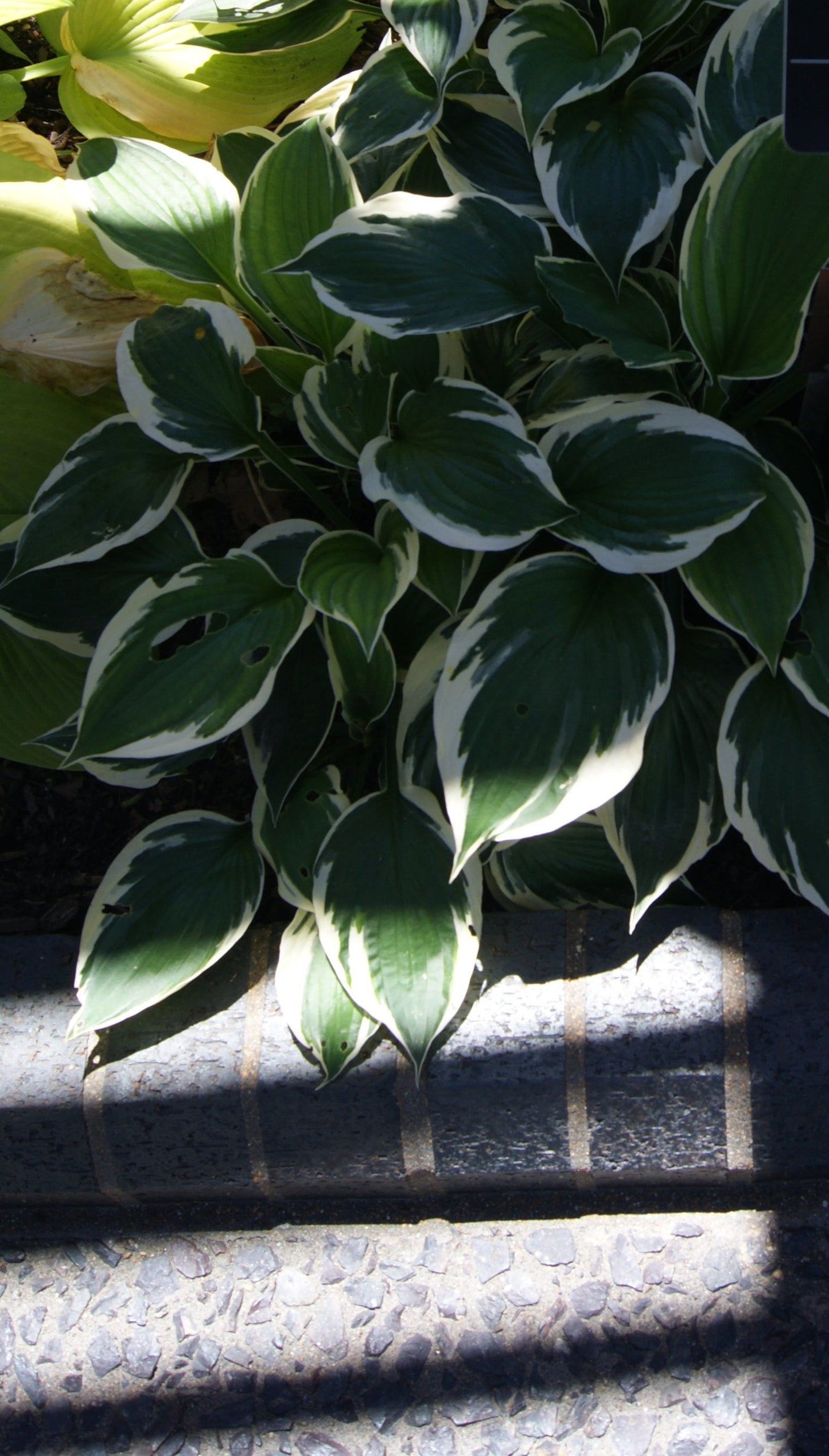 Hosta 'Patriot'