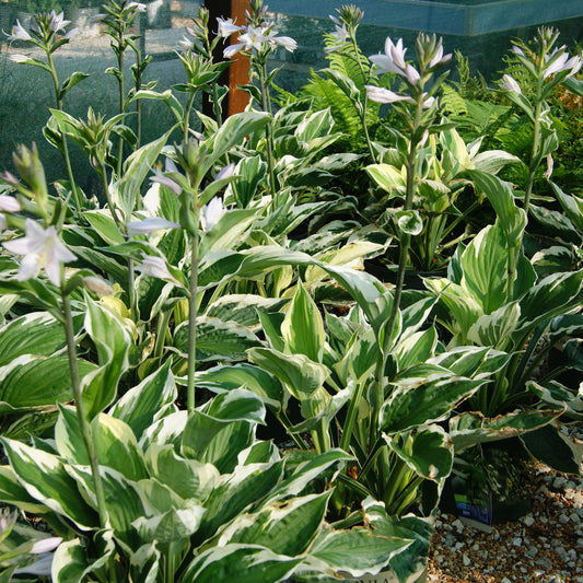 Hosta 'Patriot'