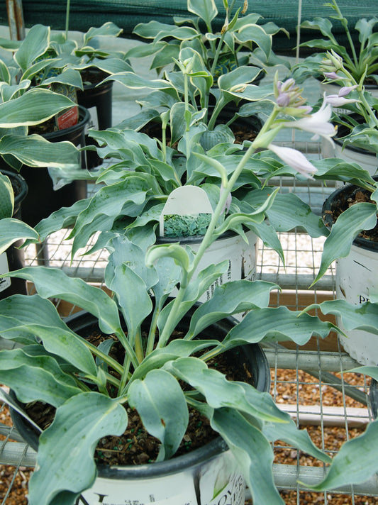Plantain Lily 'Shadowland Waterslide' (Hosta)