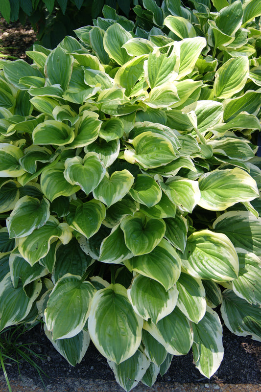 Hosta 'So Sweet'