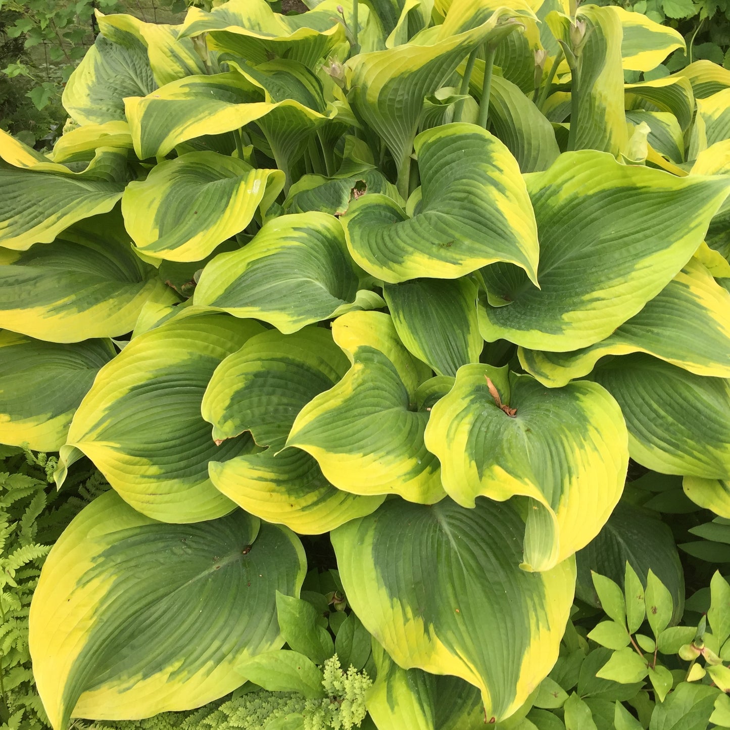Plantain Lily 'Atlantis' (Hosta)