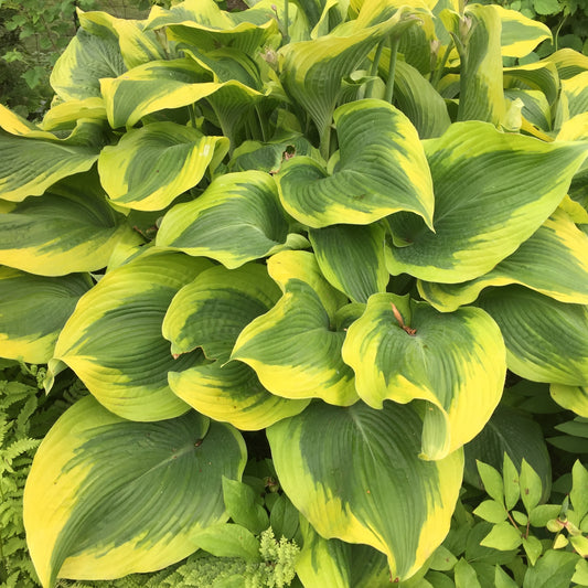 Plantain Lily 'Atlantis' (Hosta)