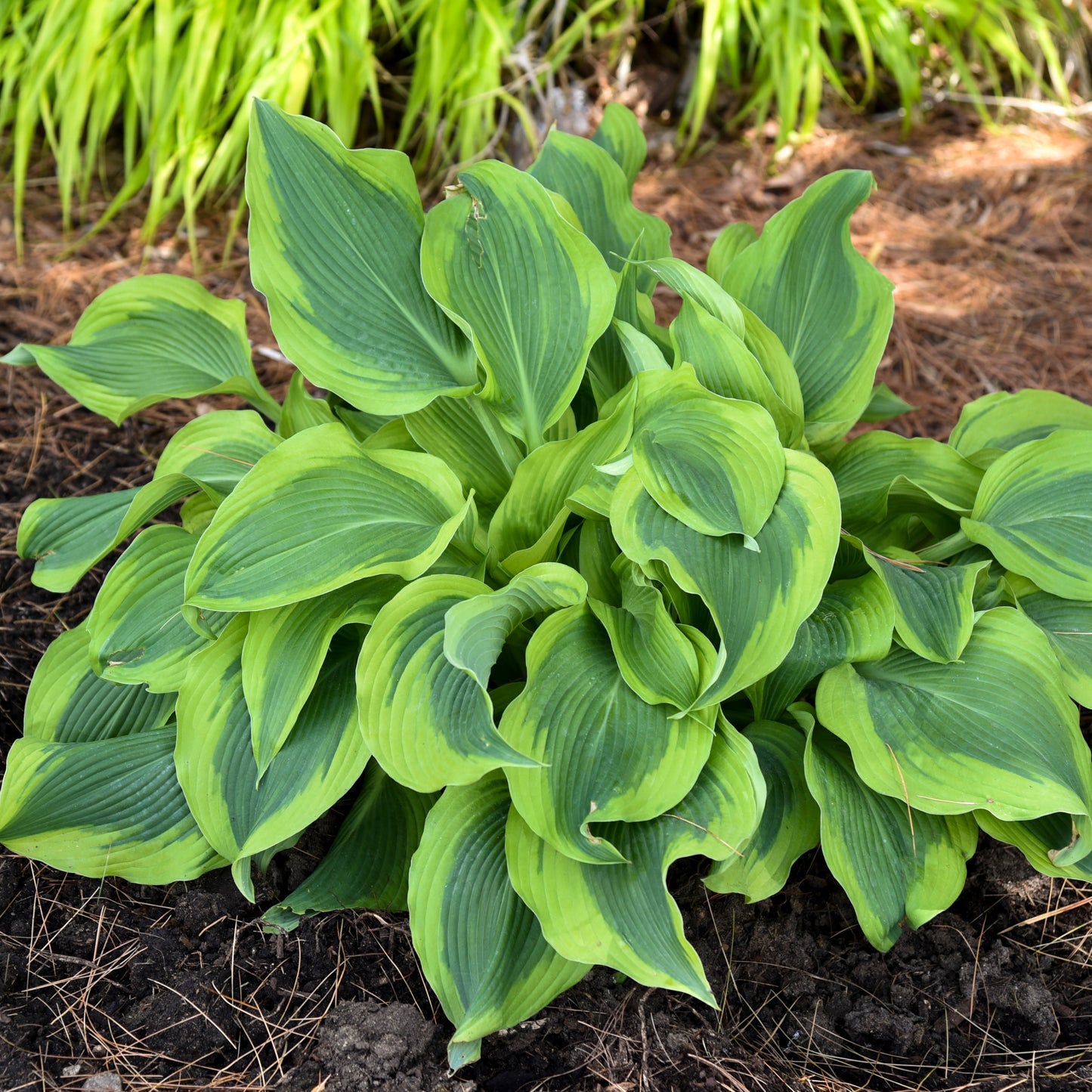 Plantain Lily 'Atlantis' (Hosta)