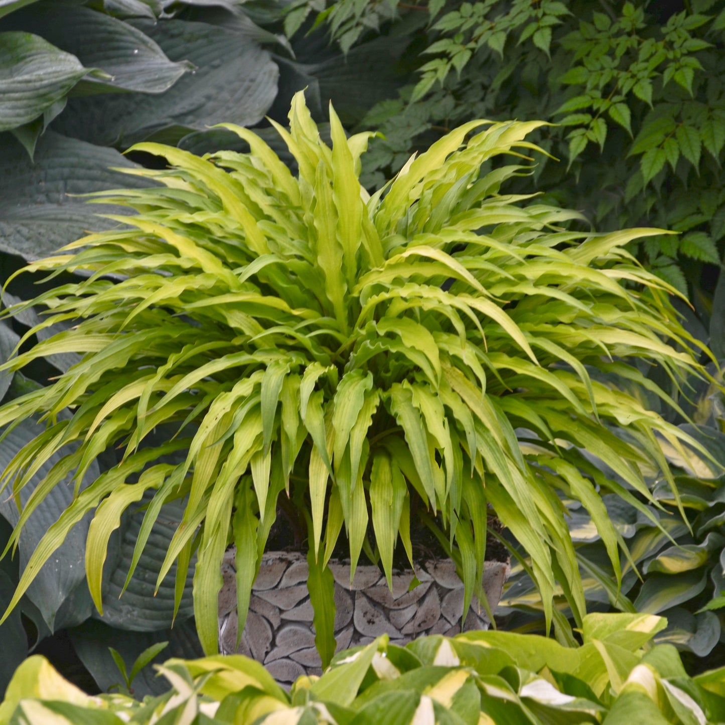Plantain Lily 'Curly Fries' (Hosta)