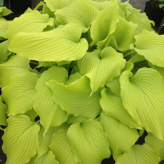 Plantain Lily 'Dancing Queen' (Hosta)