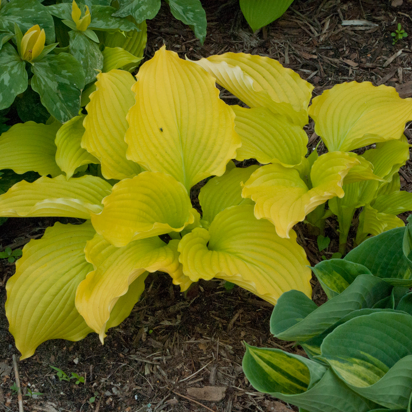 Plantain Lily 'Dancing Queen' (Hosta)