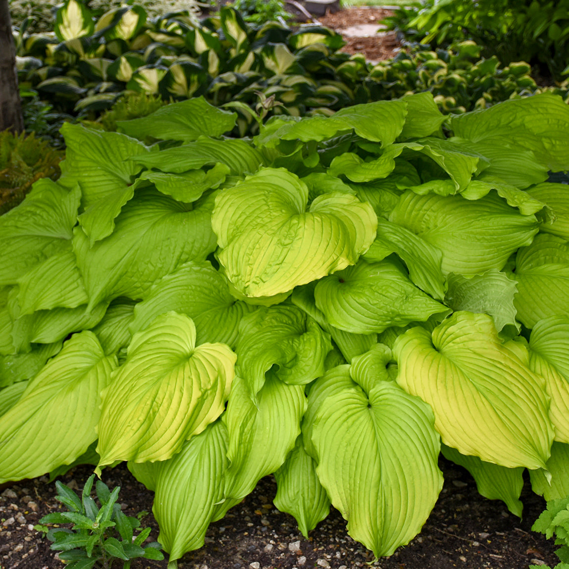 Plantain Lily 'Dancing Queen' (Hosta)