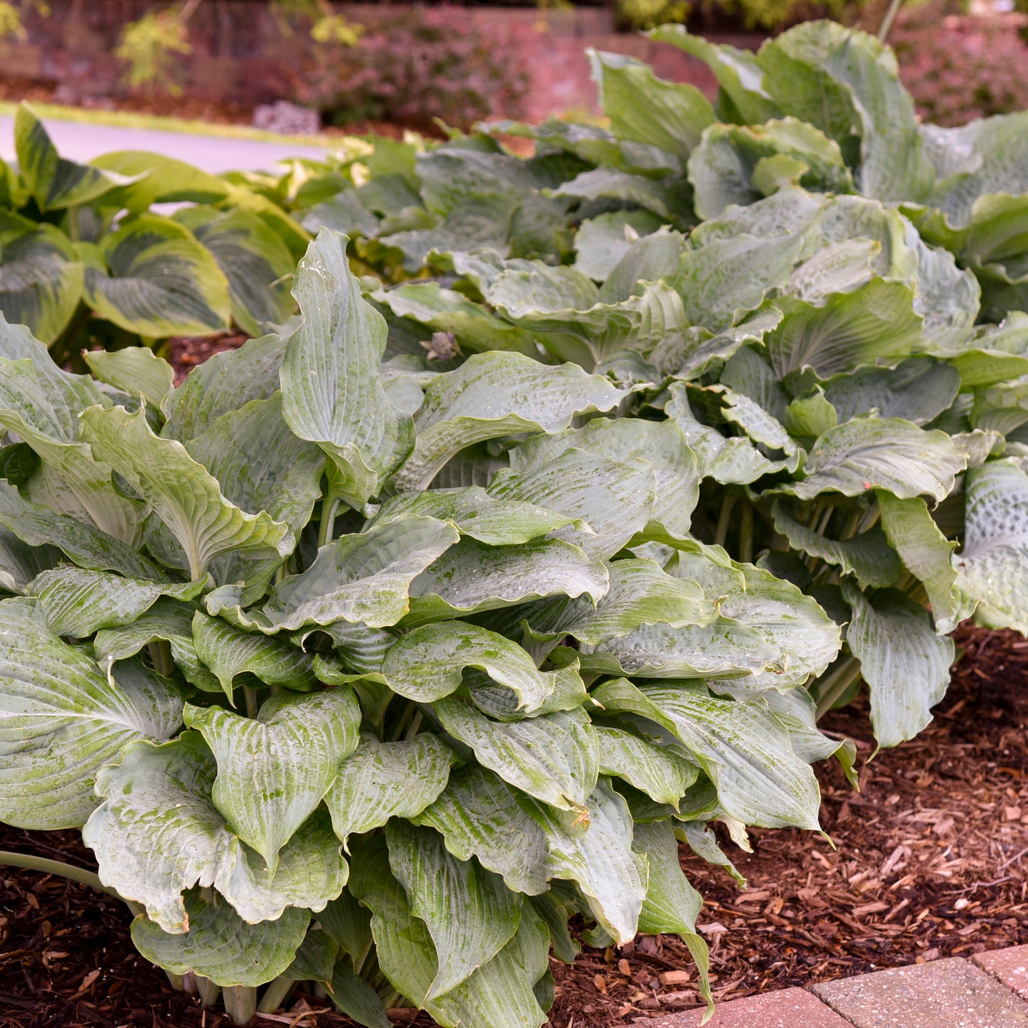 Plantain Lily 'Shadowland Diamond Lake' (Hosta)