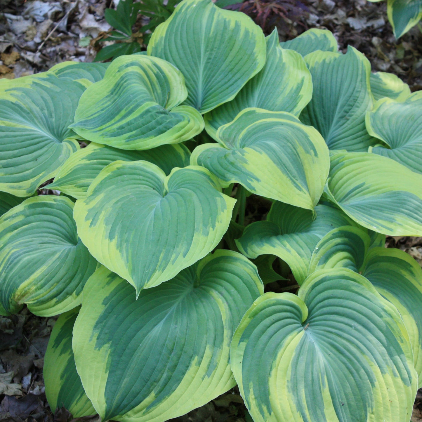 Plantain Lily 'Earth Angel' (Hosta)