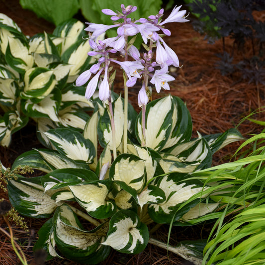 Plantain Lily 'Fire & Ice' (Hosta)