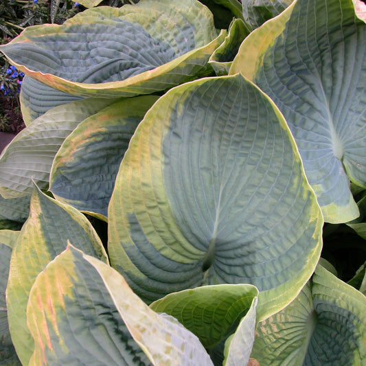 Plantain Lily 'Frances Williams' (Hosta)