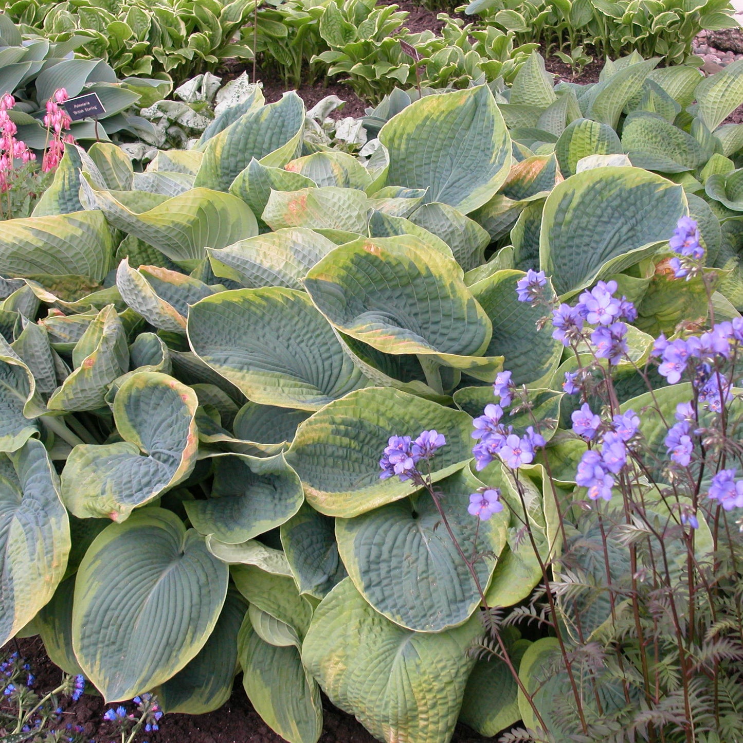Plantain Lily 'Frances Williams' (Hosta)