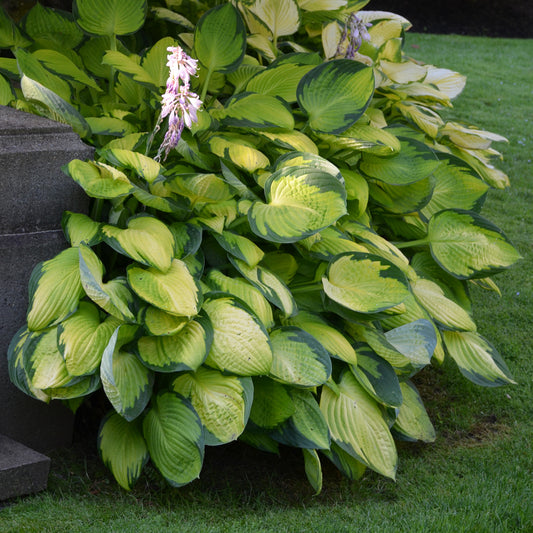 Plantain Lily 'Gold Standard' (Hosta)