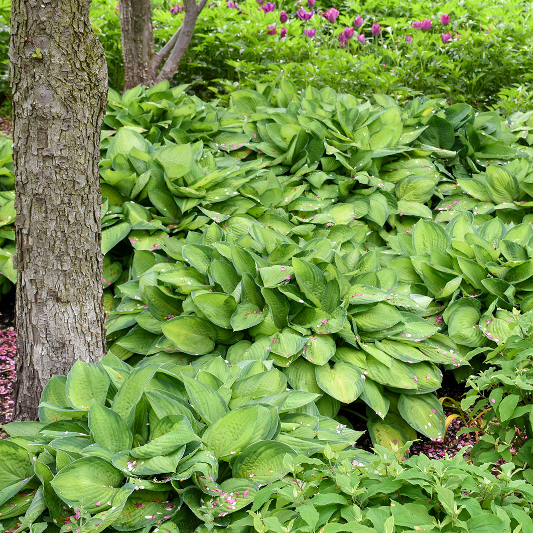 Plantain Lily 'Gold Standard' (Hosta)
