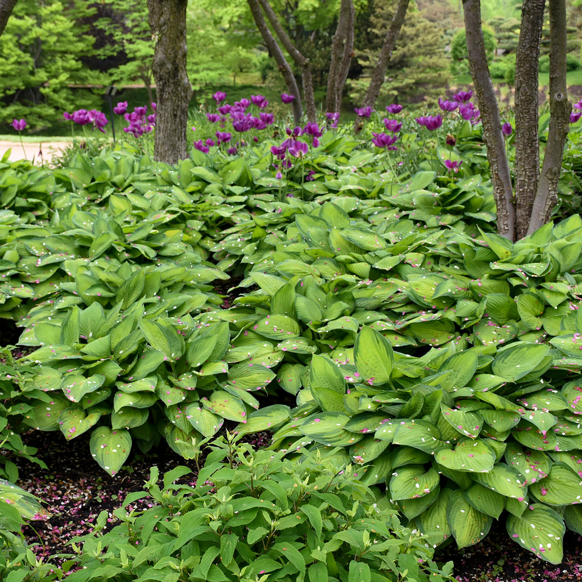 Plantain Lily 'Gold Standard' (Hosta)