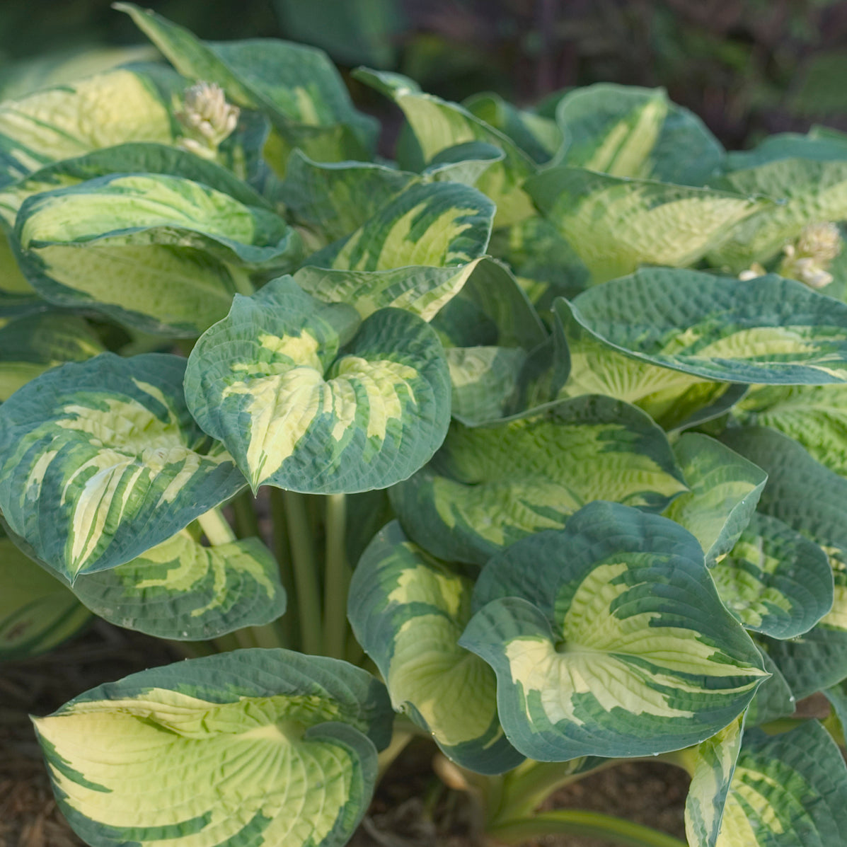 Plantain Lily 'Great Expectations' (Hosta)