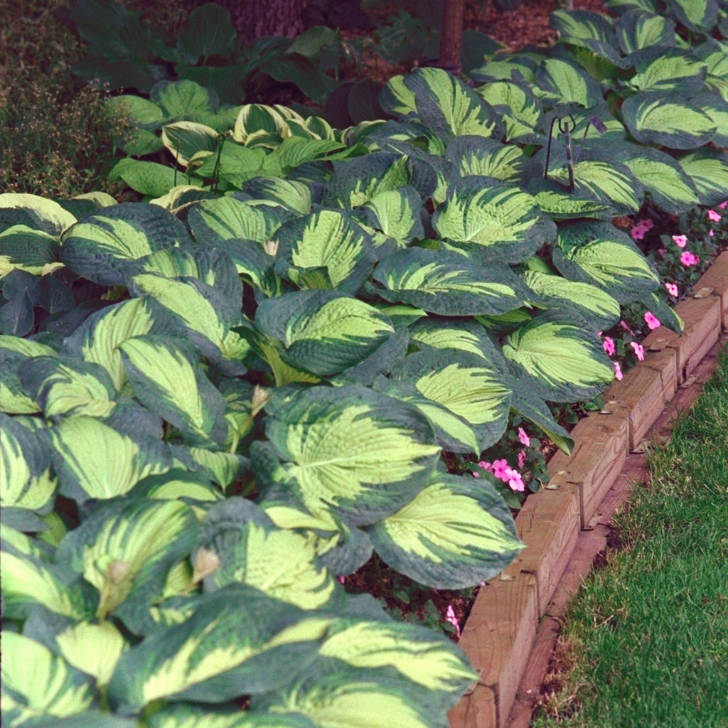 Plantain Lily 'Great Expectations' (Hosta)