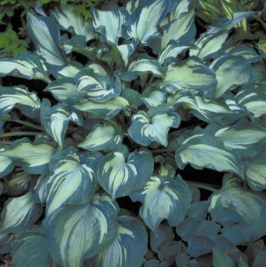 Plantain Lily 'Guardian Angel' (Hosta)