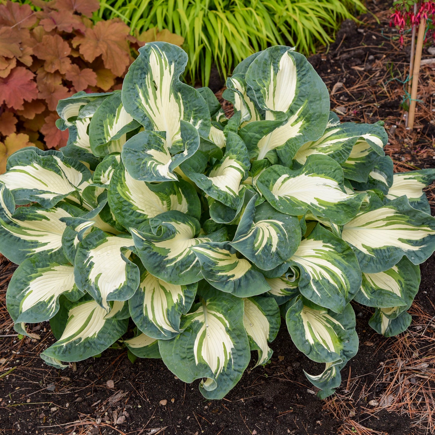 Plantain Lily 'Hans' (Hosta)