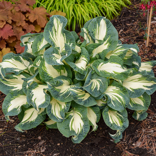 Plantain Lily 'Hans' (Hosta)