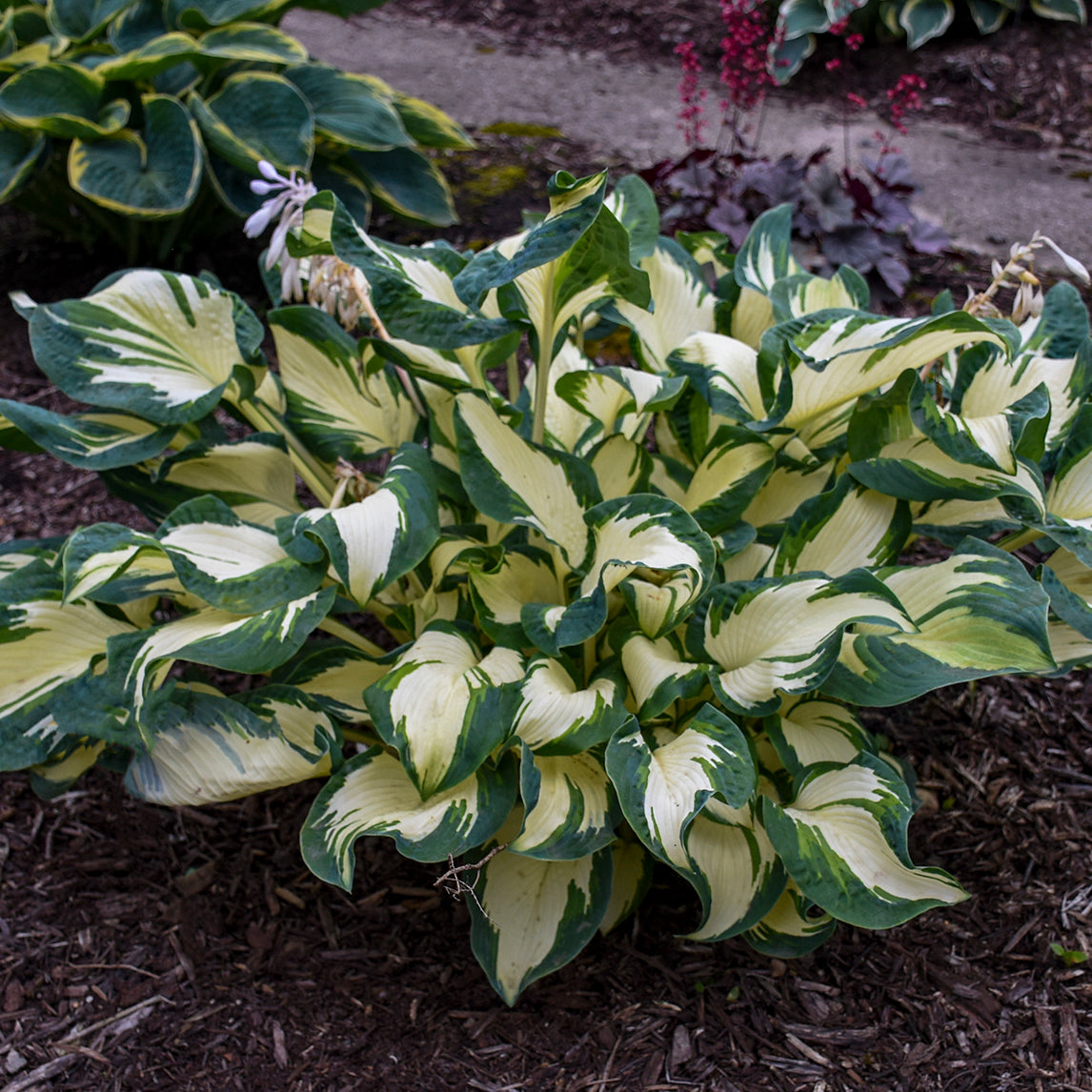 Plantain Lily 'Hans' (Hosta)