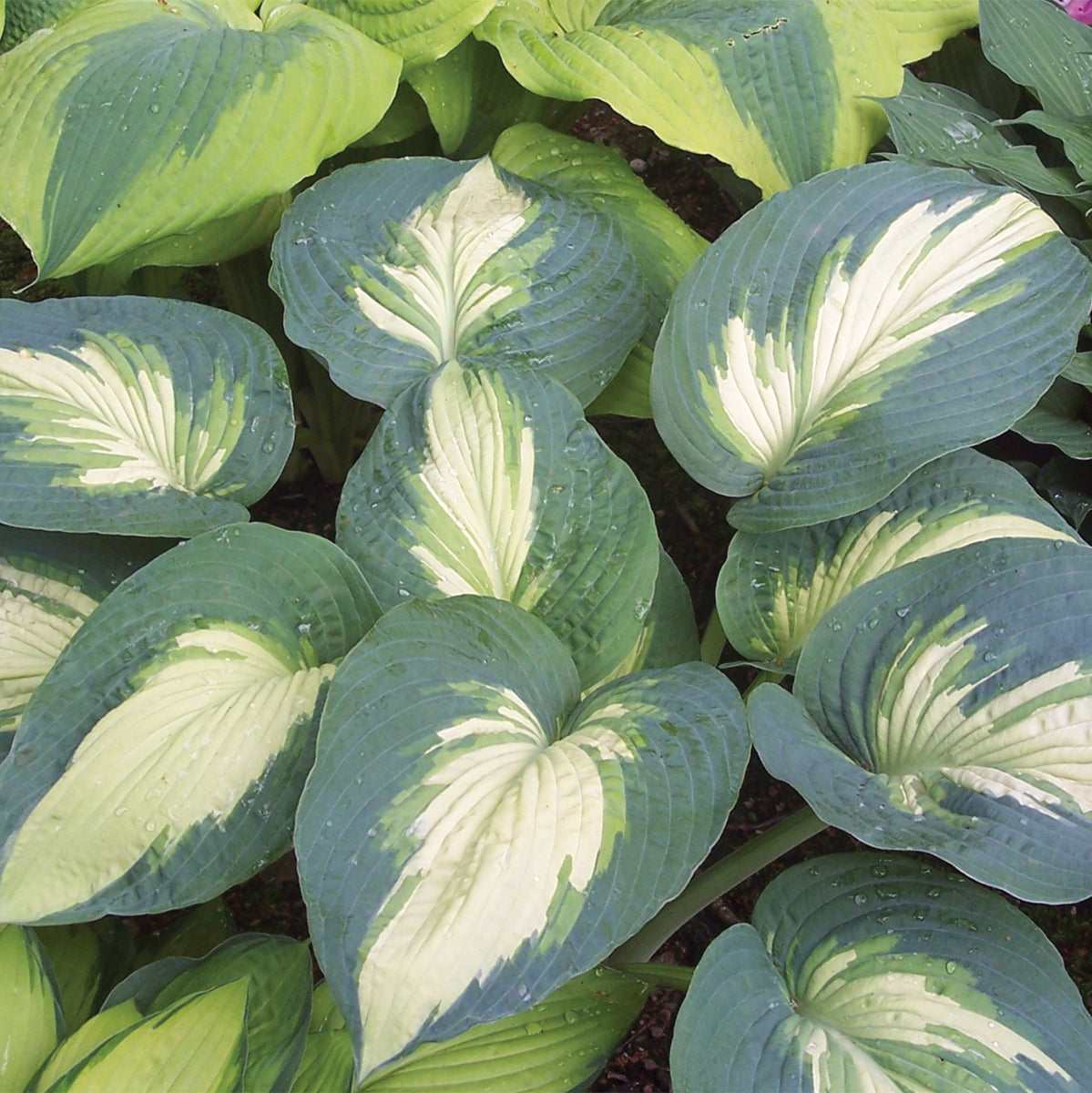 Plantain Lily 'Shadowland Hudson Bay' (Hosta)