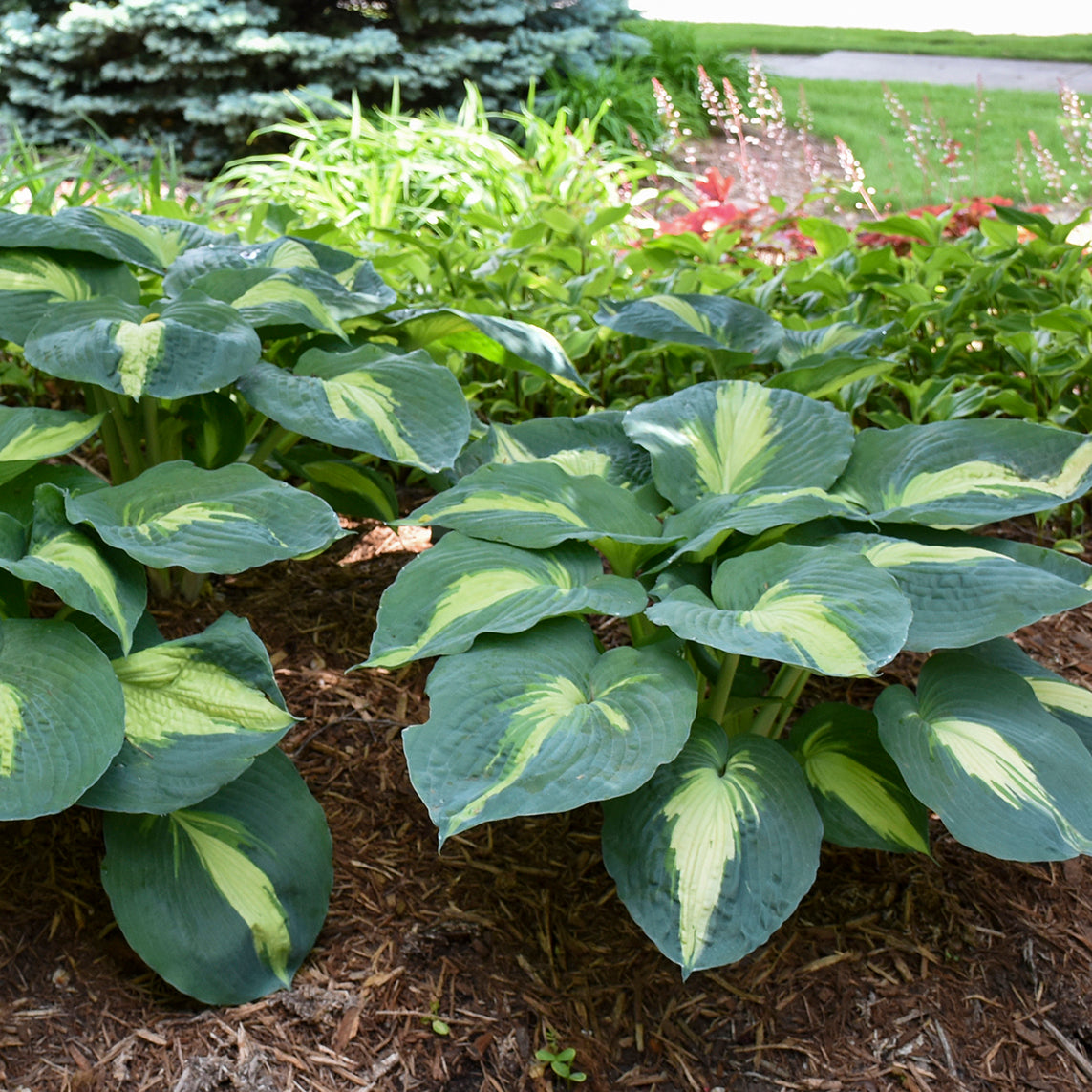 Plantain Lily 'Shadowland Hudson Bay' (Hosta)
