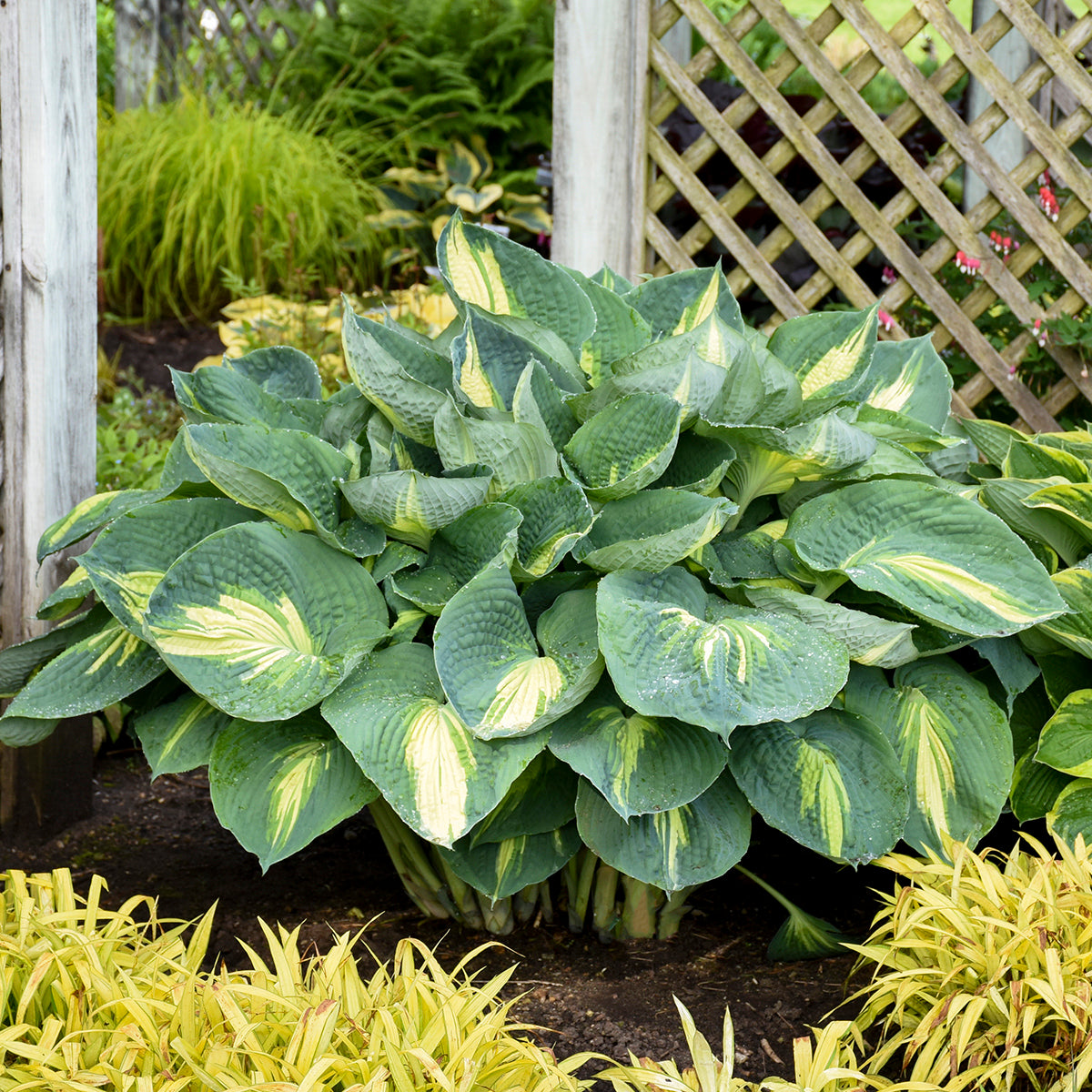 Plantain Lily 'Shadowland Hudson Bay' (Hosta)