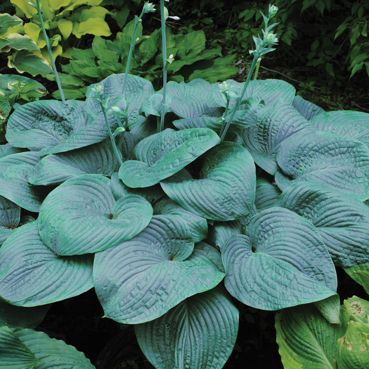 Plantain Lily 'Humpback Whale' (Hosta)