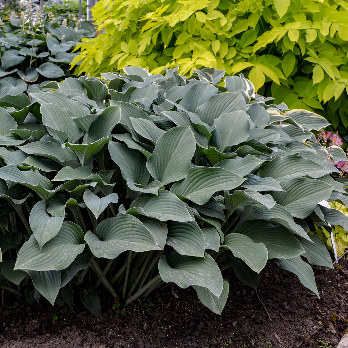 Plantain Lily 'Krossa Regal' (Hosta)