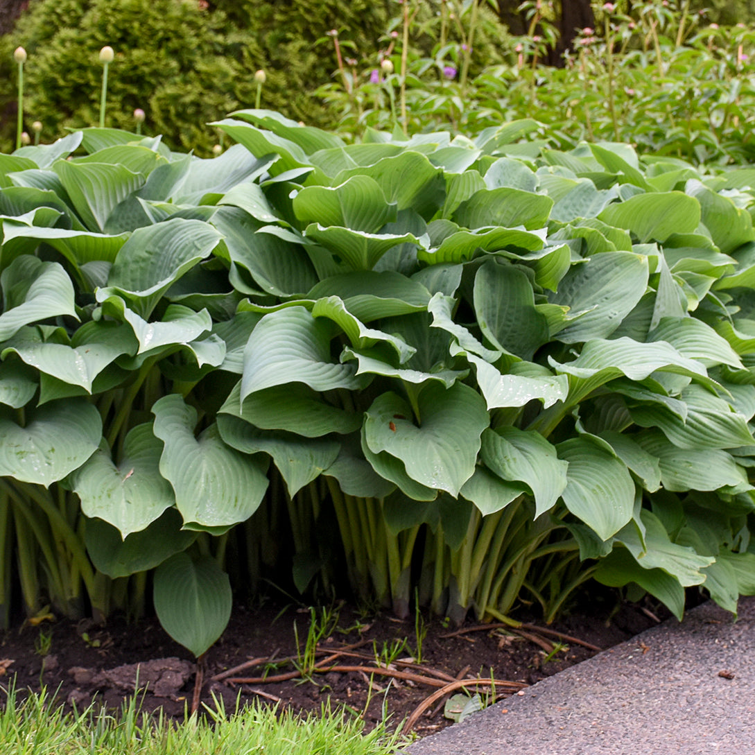 Plantain Lily 'Krossa Regal' (Hosta)
